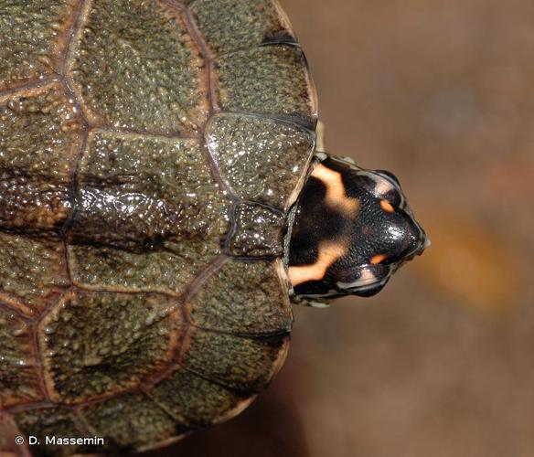 <i>Rhinoclemmys punctularia</i> (Daudin, 1801) © D. Massemin