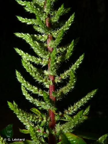 <i>Amaranthus dubius</i> Mart. ex Thell., 1912 © G. Léotard