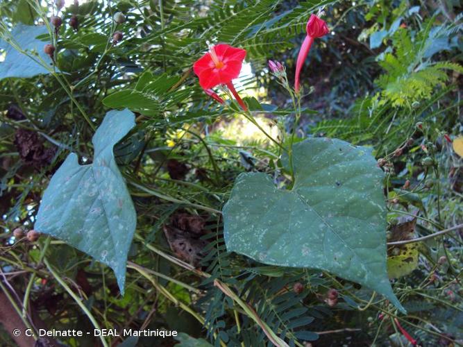 <i>Ipomoea hederifolia</i> L., 1759 © C. Delnatte - DEAL Martinique