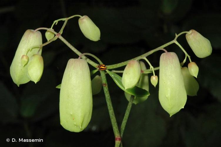 <i>Kalanchoe pinnata</i> (Lam.) Pers., 1805 © D. Massemin