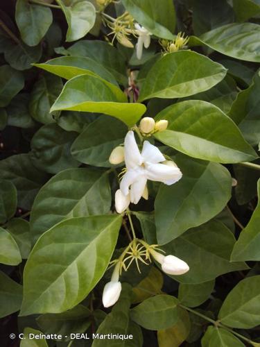 <i>Jasminum multiflorum</i> (Burm.f.) Andrews, 1807 © C. Delnatte - DEAL Martinique