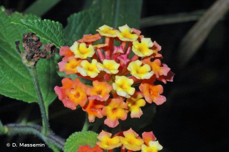 <i>Lantana camara</i> L., 1753 s.l. [nom. et typ. cons.] © D. Massemin