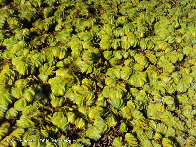 <i>Salvinia </i>x<i> molesta</i> D.S.Mitch., 1972 © C. Delnatte - DEAL Martinique