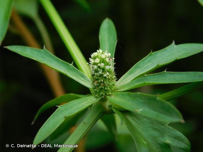 <i>Eryngium foetidum</i> L., 1753 © C. Delnatte - DEAL Martinique