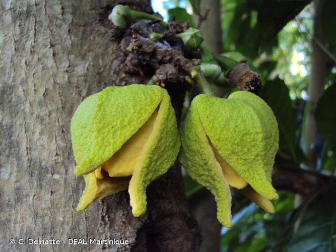 <i>Annona muricata</i> L., 1753 © C. Delnatte - DEAL Martinique