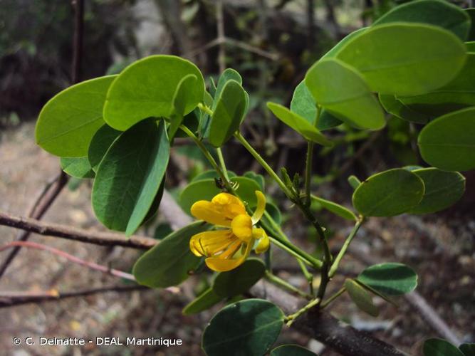 <i>Senna obtusifolia</i> (L.) H.S.Irwin & Barneby, 1982 © C. Delnatte - DEAL Martinique