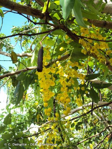 <i>Cassia fistula</i> L., 1753 © C. Delnatte - DEAL Martinique