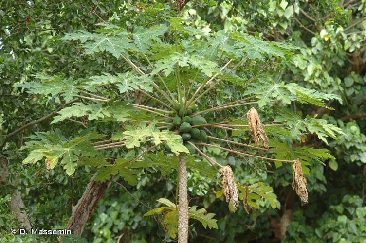 <i>Carica papaya</i> L., 1753 © D. Massemin