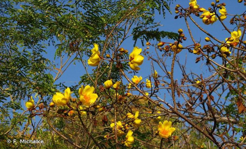 <i>Cochlospermum vitifolium</i> (Willd.) Spreng., 1825 © F. Michalke