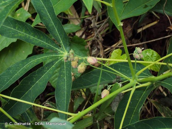 <i>Manihot esculenta</i> Crantz, 1766 © C. Delnatte - DEAL Martinique