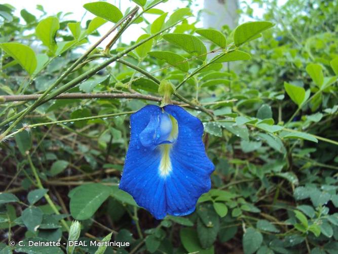 <i>Clitoria ternatea</i> L., 1753 © C. Delnatte - DEAL Martinique