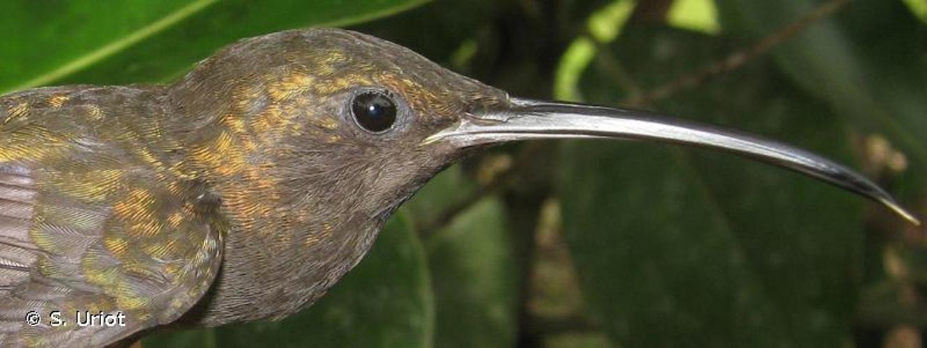 <i>Threnetes niger</i> (Linnaeus, 1758) © S. Uriot