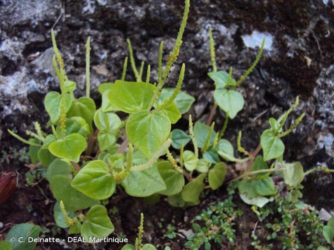 <i>Peperomia pellucida</i> (L.) Kunth, 1816 © C. Delnatte - DEAL Martinique