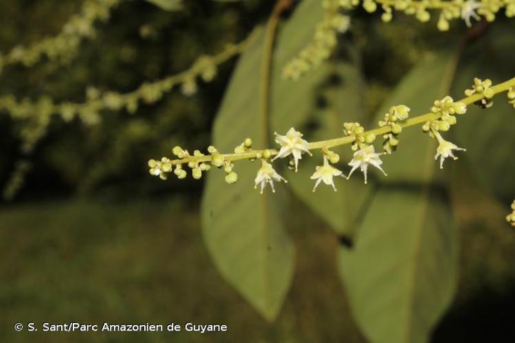 <i>Nephelium lappaceum</i> L., 1767 © S. Sant/Parc Amazonien de Guyane