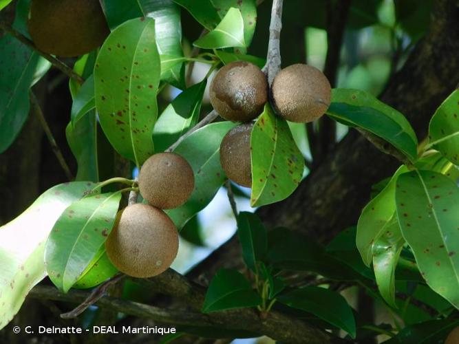 <i>Manilkara zapota</i> (L.) P.Royen, 1953 © C. Delnatte - DEAL Martinique