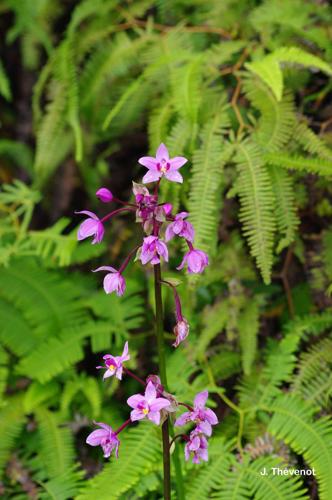 <i>Spathoglottis plicata</i> Blume, 1825 © J. Thévenot