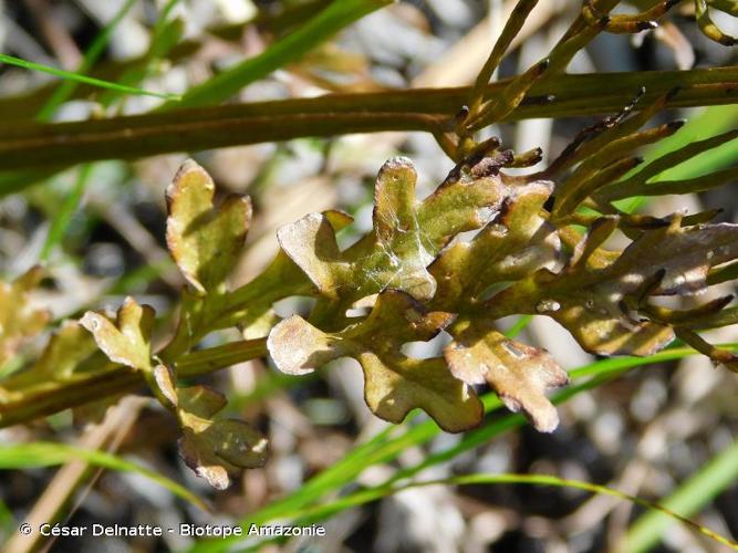 <i>Ceratopteris thalictroides</i> (L.) Brongn., 1822 © César Delnatte - Biotope Amazonie