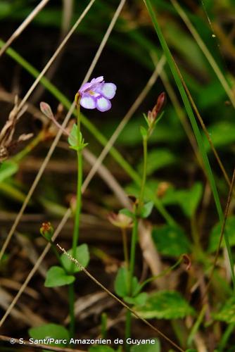 <i>Torenia crustacea</i> (L.) Cham. & Schltdl., 1827 © S. Sant/Parc Amazonien de Guyane