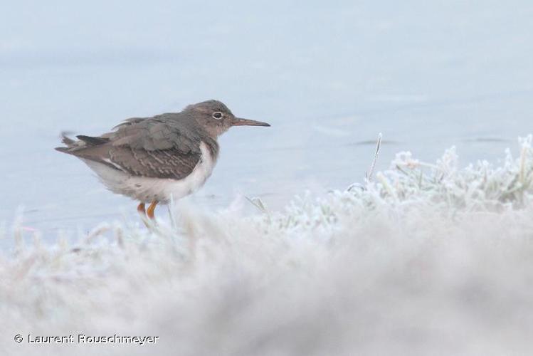 <i>Actitis macularius</i> (Linnaeus, 1766) © Laurent Rouschmeyer