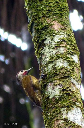 <i>Colaptes rubiginosus</i> (Swainson, 1820) © S. Uriot