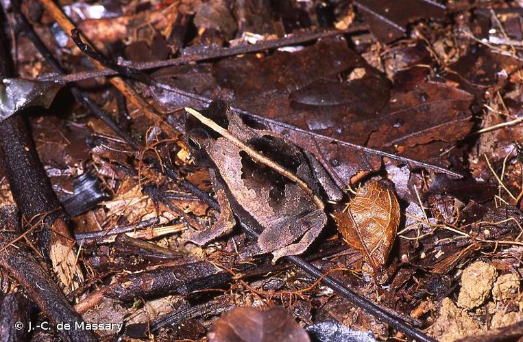 <i>Rhinella lescurei</i> Fouquet, Gaucher, Blanc & Vélez-Rodriguez, 2007 © J.-C. de Massary