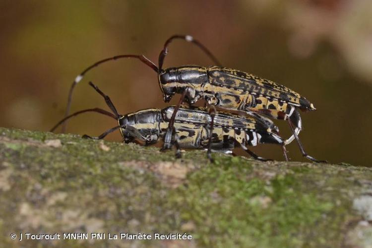 <i>Colobothea hirtipes</i> (De Geer, 1775) © J Touroult MNHN PNI La Planète Revisitée