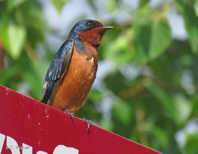 <i>Hirundo rustica</i> Linnaeus, 1758 © S. Wroza