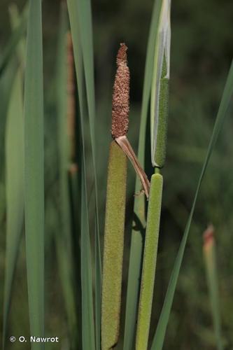 <i>Typha domingensis</i> (Pers.) Steud., 1821 © O. Nawrot