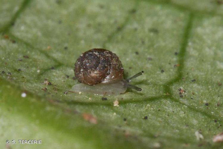 <i>Pupisoma dioscoricola</i> (C.B. Adams, 1845) © S. TERCERIE