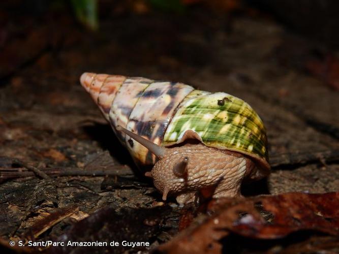 <i>Corona regina</i> (Férussac, 1823) © S. Sant/Parc Amazonien de Guyane