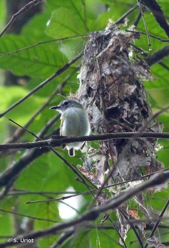 <i>Myiornis ecaudatus</i> (d'Orbigny & Lafresnaye, 1837) © S. Uriot