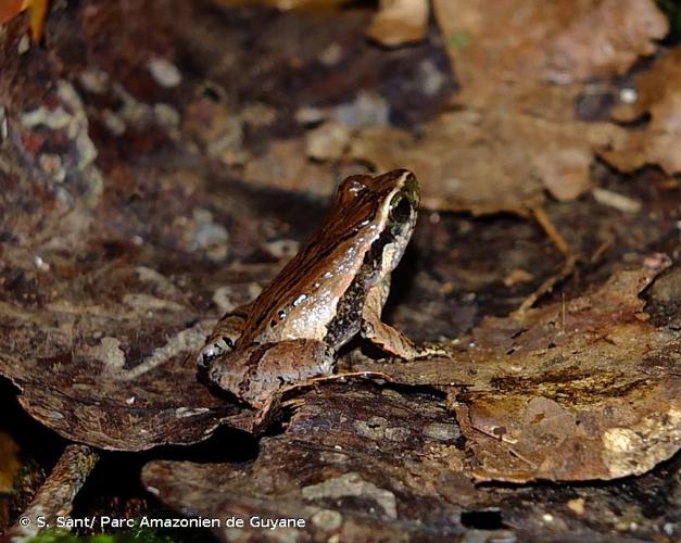 <i>Physalaemus ephippifer</i> (Steindachner, 1864) © S. Sant/ Parc Amazonien de Guyane