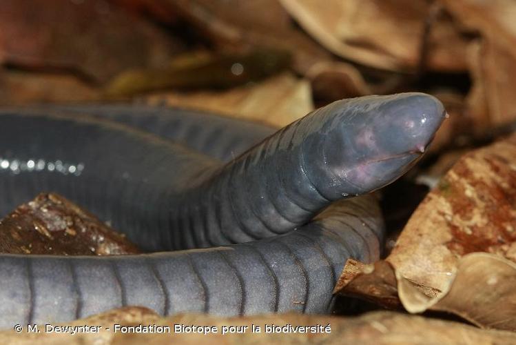 <i>Caecilia tentaculata</i> Linnaeus, 1758 © M. Dewynter - Fondation Biotope pour la biodiversité