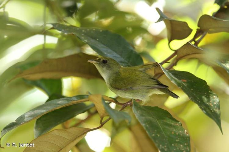 <i>Corapipo gutturalis</i> (Linnaeus, 1766) © R. Jantot