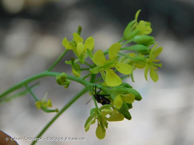 <i>Brassica juncea</i> (L.) Czern., 1859 © César Delnatte - Biotope Amazonie