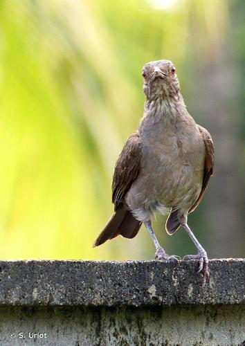 <i>Turdus leucomelas</i> Vieillot, 1818 © S. Uriot