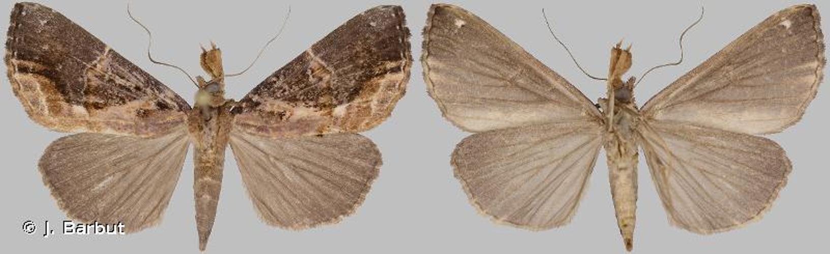 <i>Hypena glumalis</i> Schaus, 1904 © J. Barbut