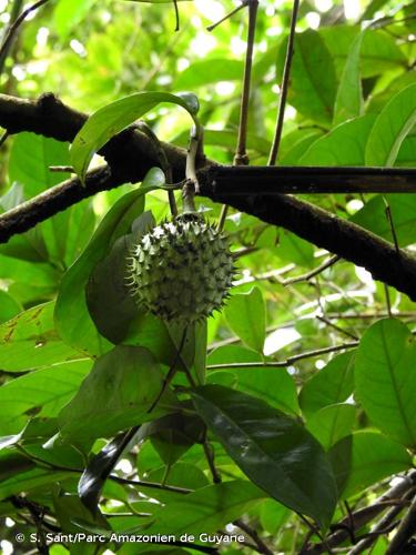 <i>Annona montana</i> Macfad., 1837 © S. Sant/Parc Amazonien de Guyane