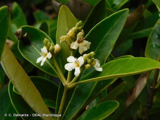 <i>Avicennia germinans</i> (L.) L., 1764 © C. Delnatte - DEAL Martinique