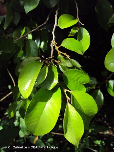 <i>Chrysophyllum argenteum</i> Jacq., 1760 © C. Delnatte - DEAL Martinique