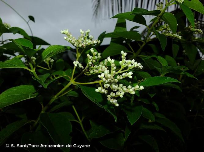 <i>Clibadium surinamense</i> L., 1771 © S. Sant/Parc Amazonien de Guyane