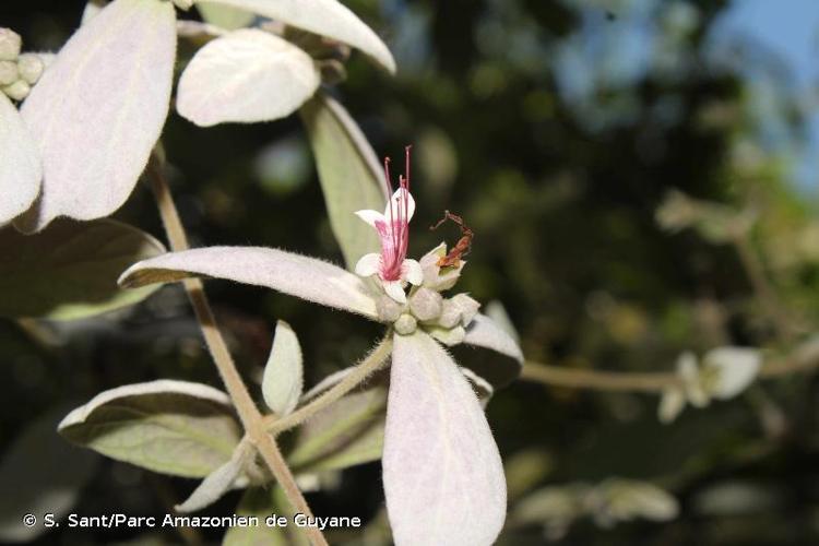 <i>Congea tomentosa</i> Roxb., 1820 © S. Sant/Parc Amazonien de Guyane