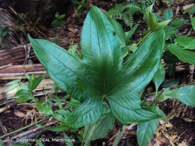 <i>Dioscorea trifida</i> L.f., 1782 © C. Delnatte - DEAL Martinique