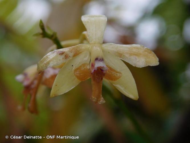 <i>Epidendrum ramosum</i> Jacq., 1760 © César Delnatte - ONF Martinique