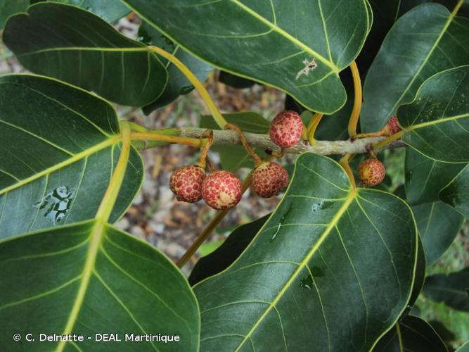 <i>Ficus citrifolia</i> Mill., 1768 © C. Delnatte - DEAL Martinique