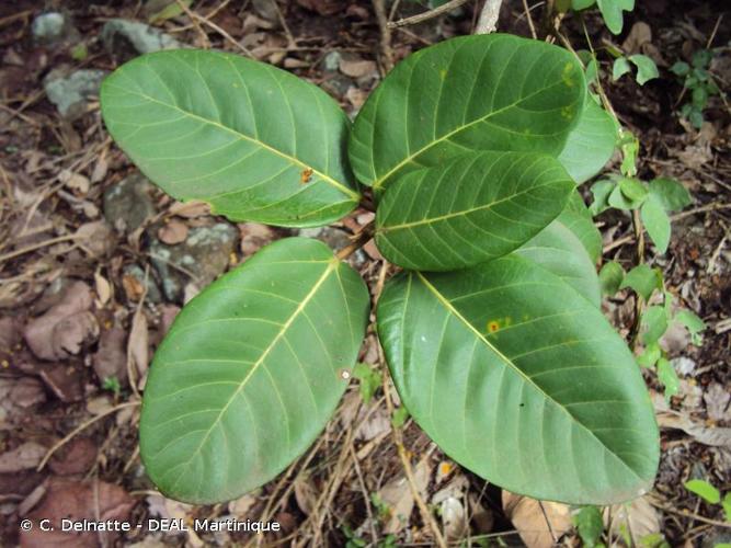 <i>Ficus nymphaeifolia</i> Mill., 1768 © C. Delnatte - DEAL Martinique