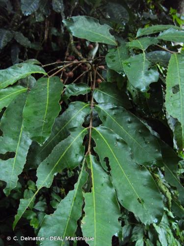 <i>Guarea macrophylla</i> Vahl, 1807 © C. Delnatte - DEAL Martinique