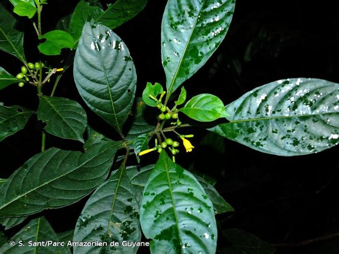 <i>Hamelia axillaris</i> Sw., 1788 © S. Sant/Parc Amazonien de Guyane