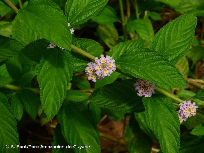 <i>Lippia alba</i> (Mill.) N.E.Br. ex Britton & P.Wilson, 1925 © S. Sant/Parc Amazonien de Guyane