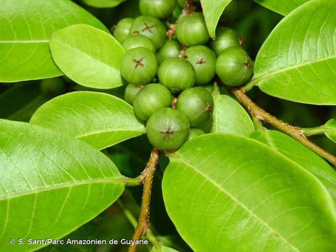 <i>Margaritaria nobilis</i> L.f., 1782 © S. Sant/Parc Amazonien de Guyane